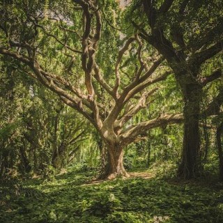 Fairies, artistic expressions, and spiritual messages with my special guest- Sarah Narug