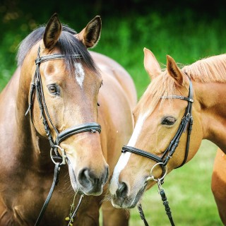 Are animals deeper than we have been taught? Can they in turn teach us?