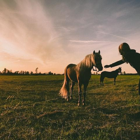 Transformation and the power of horses  with my special guest- Katherine Finley
