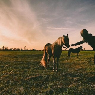 Transformation and the power of horses  with my special guest- Katherine Finley