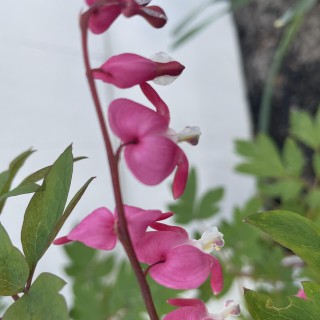Prosperity:  Lovey Dovey!