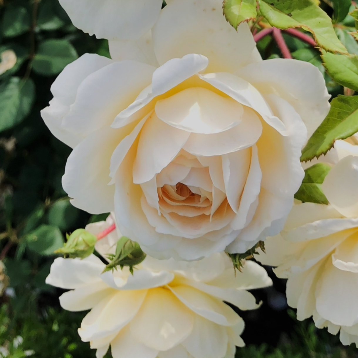 It’s Okay to be Okay