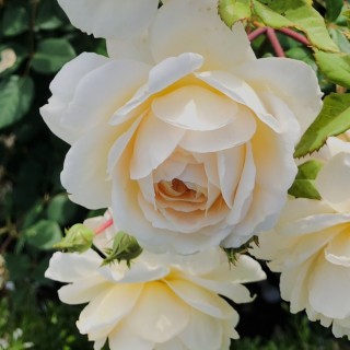 It’s Okay to be Okay