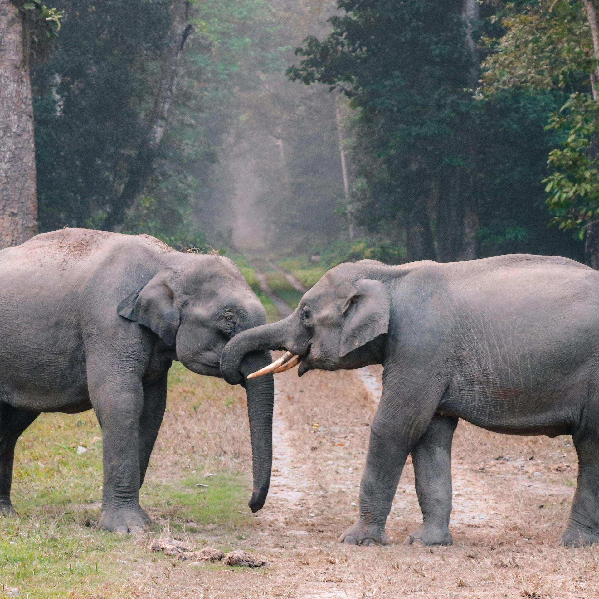 Animal Communication with special guest- Kelly Martin