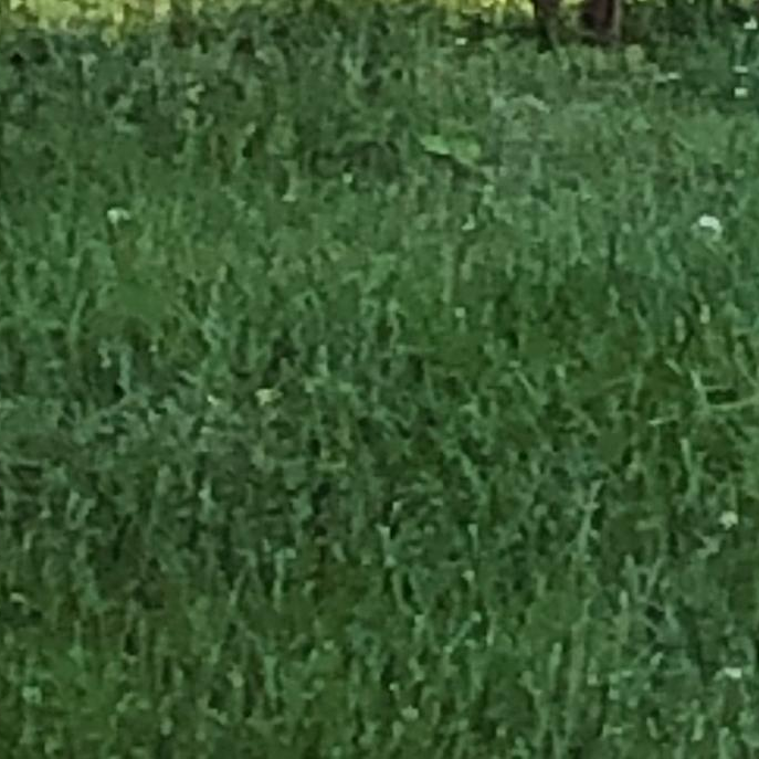 Is the Grass Really Greener on the Other Side?