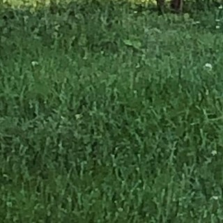 Is the Grass Really Greener on the Other Side?