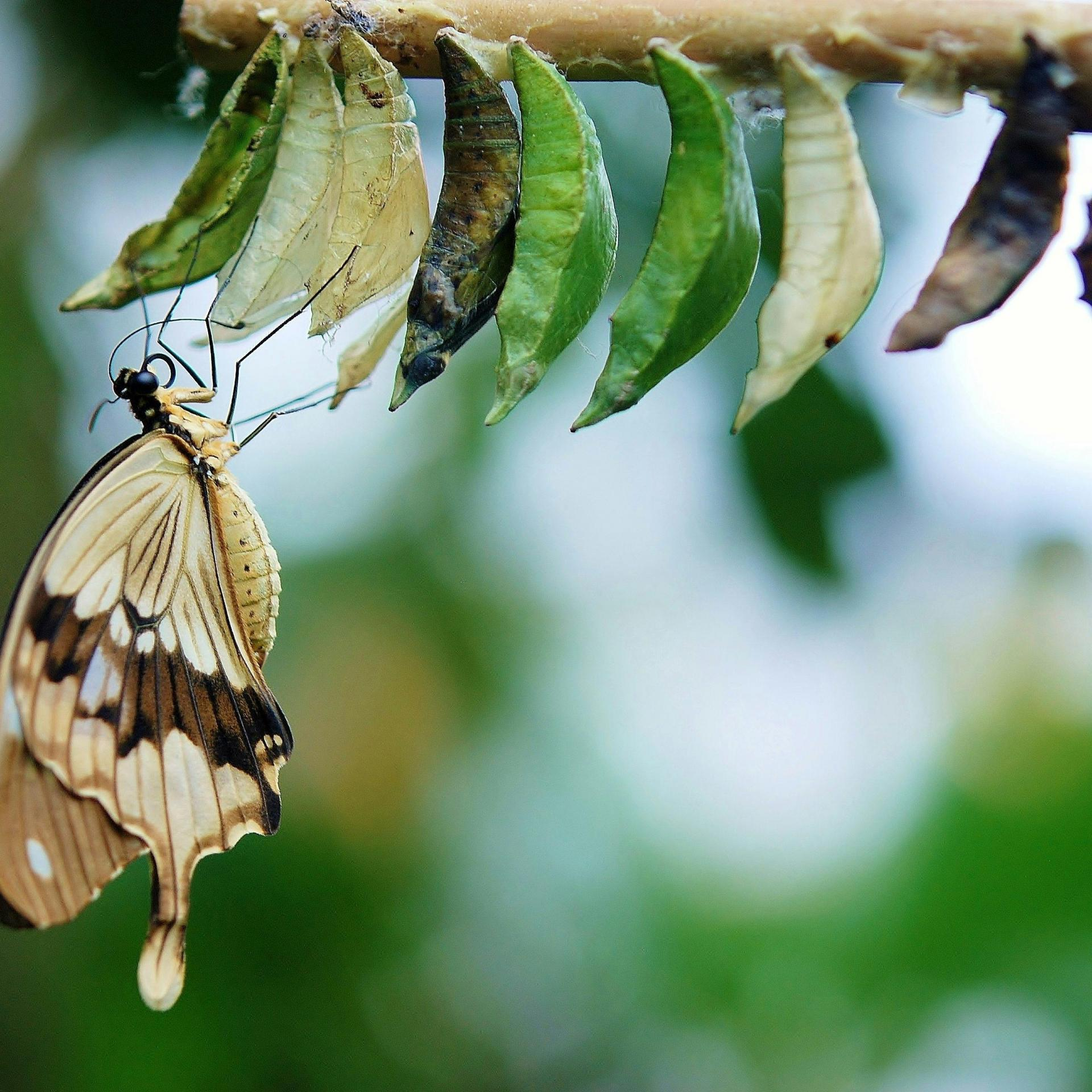 The Butterfly Journey - The Cocoon Stage with Pam Bright