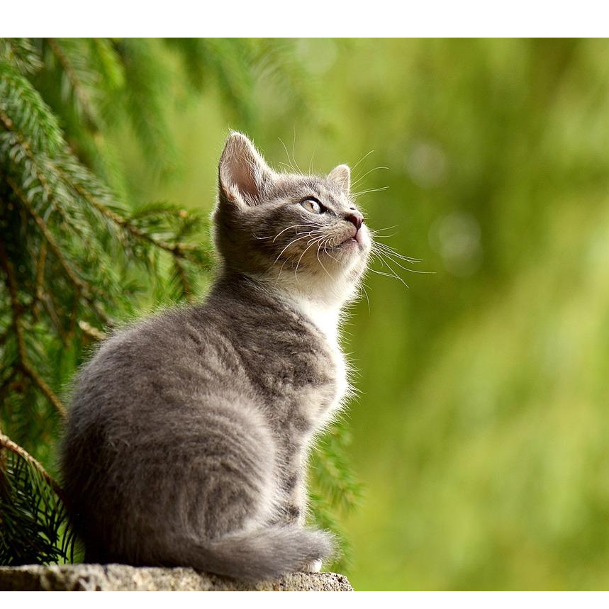 The Curiosity Cure