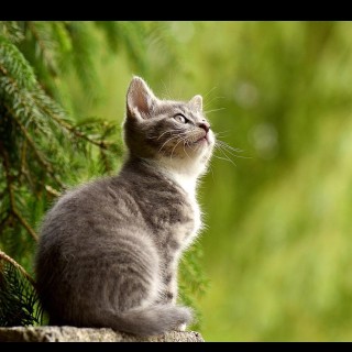 The Curiosity Cure