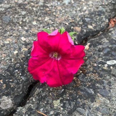 A Sprinkle of Resilience