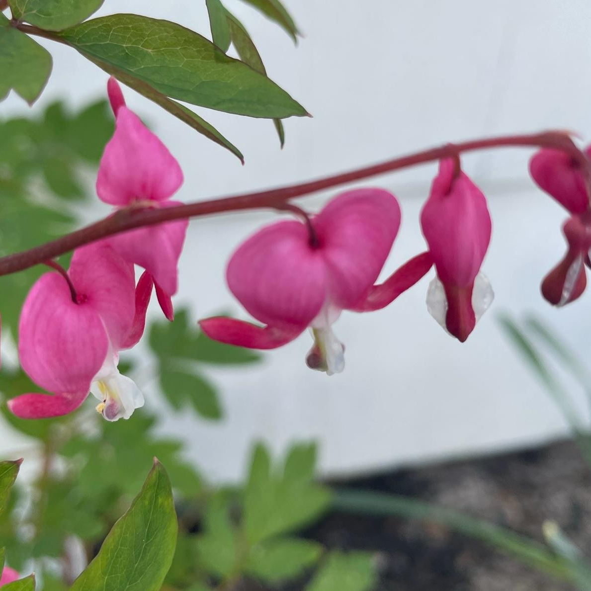 Harris V. Trump: A Lesson in Peace