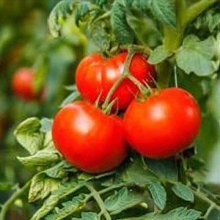 Defy Infestation. Energize your Garden! Guest, Fred Foster